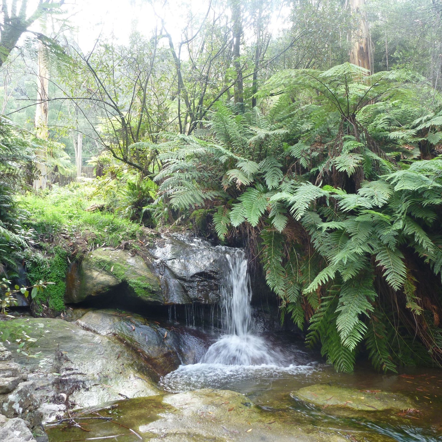 Blue Mountains waterfall